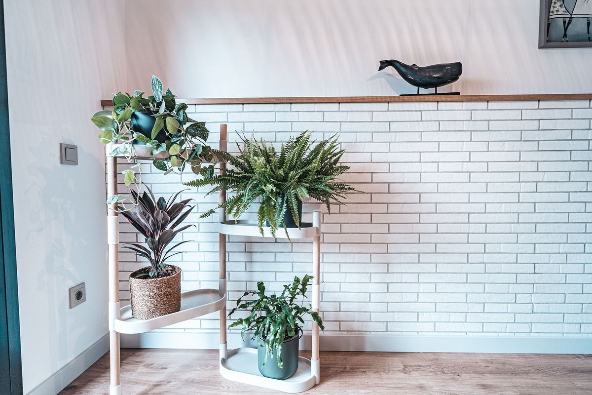 Prestatge amb plantes davant d’una paret de maó blanc